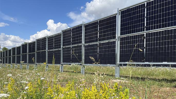 Im Vordergrund eine blühende Wiese, dahinter ragen senkrecht aufgestellte Solarmodule in den Himmel.