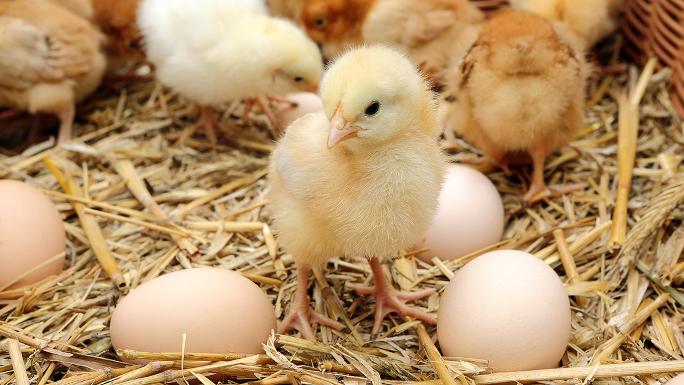 Several chicks and chicken eggs in a barn on straw