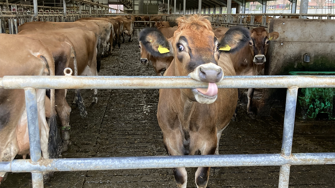 A Jersey cow stands in front of a barn gate and bites into one of the crossbars.