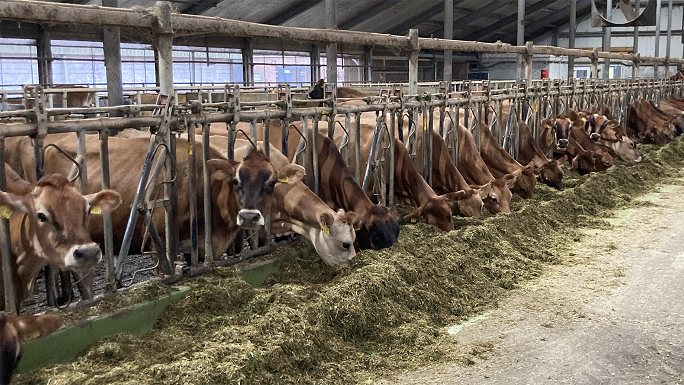 Jersey cows in a barn, standing in a long row next to each other at the feeding station.